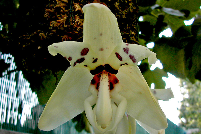 Stanhopea martiana