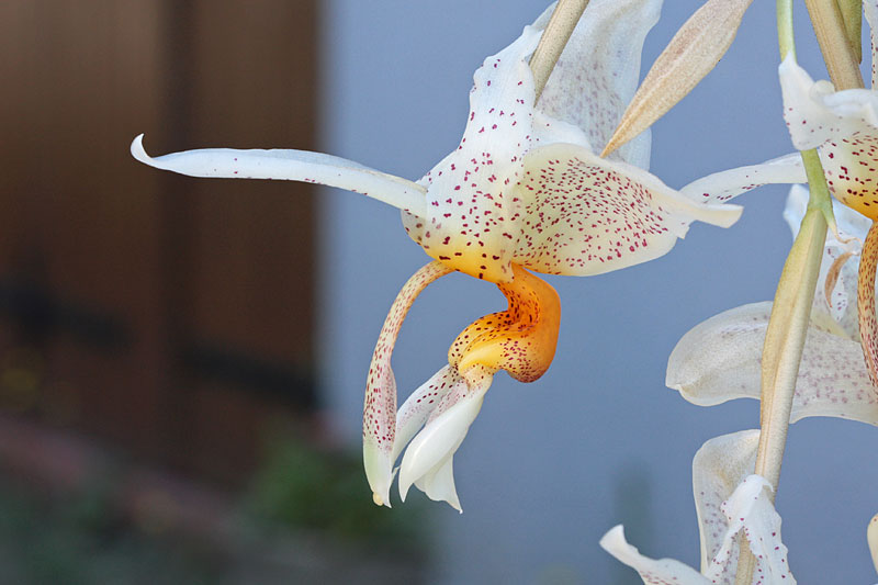 Stanhopea saccata x oculata