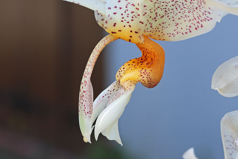 Stanhopea saccata x oculata