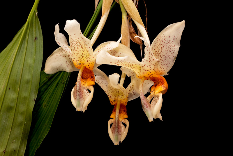 Stanhopea saccata x oculata