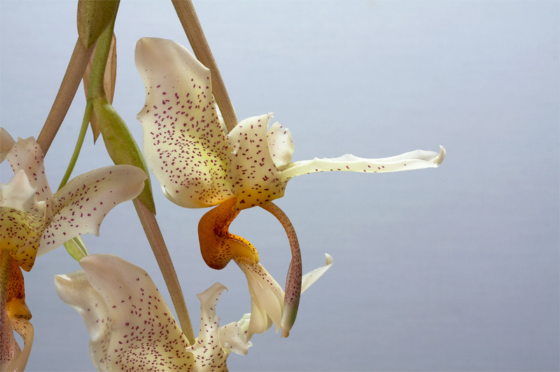 Stanhopea saccata x oculata