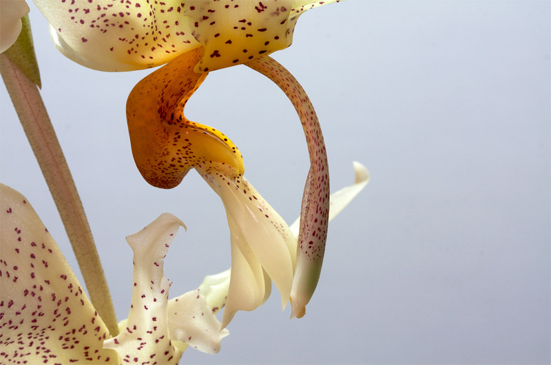 Stanhopea saccata x oculata