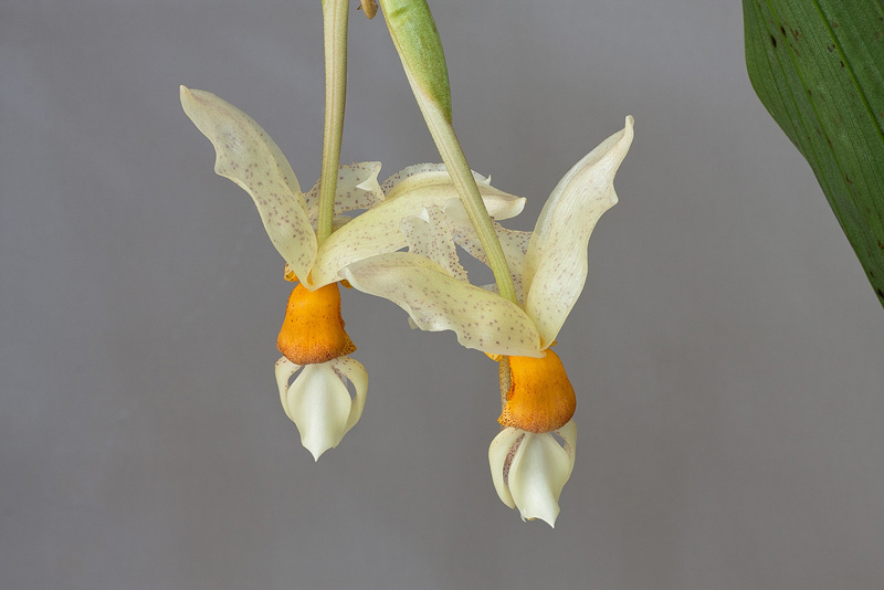 Stanhopea_saccata_x_oculata1.jpg