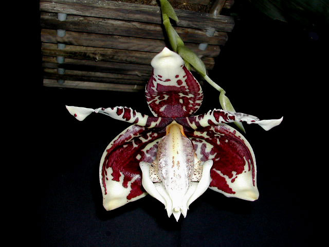 Stanhopea tigrina Bateman ex Lindl. Stanhopea_tigrina2.jpg