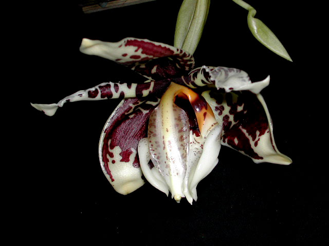 Stanhopea tigrina