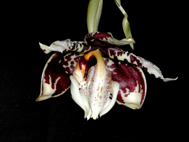 Stanhopea tigrina