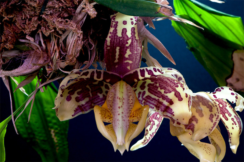 Stanhopea_tigrina6.jpg