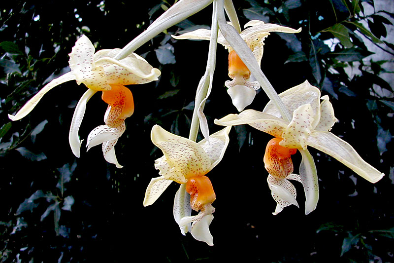 Stanhopea wardii