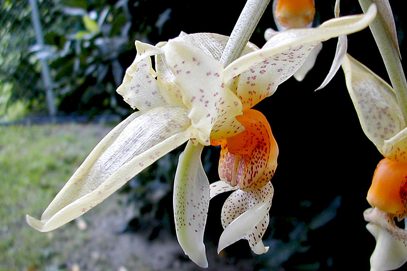 Stanhopea wardii