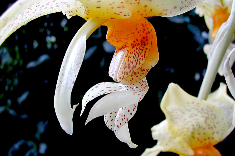 Stanhopea wardii Lodd. ex Lindl. Stanhopea_wardii4.jpg