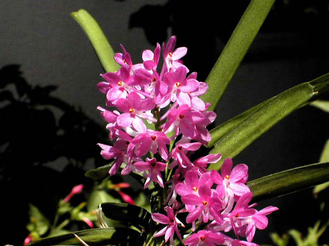 Ascocentrum ampullaceum