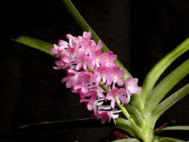 Ascocentrum_ampullaceum2.jpg