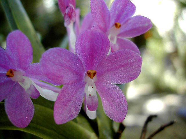 Ascocentrum ampullaceum