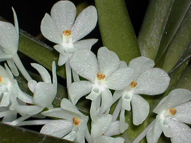 Ascocentrum_ampullaceum4.jpg