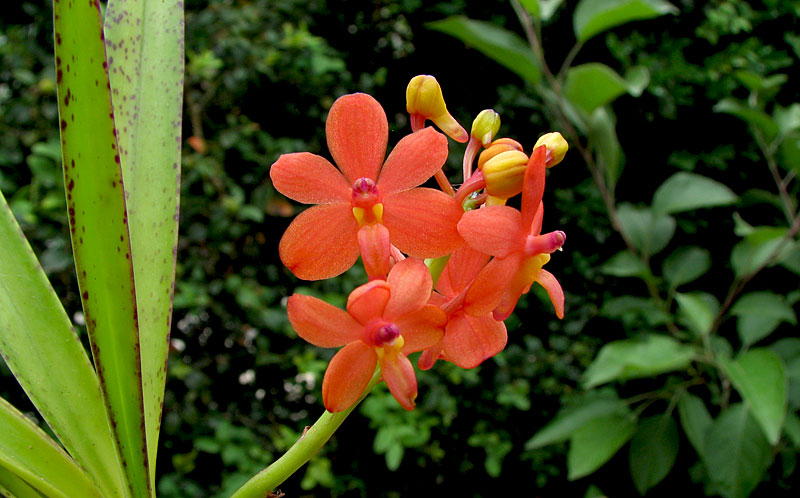 Ascocentrum curvifolium