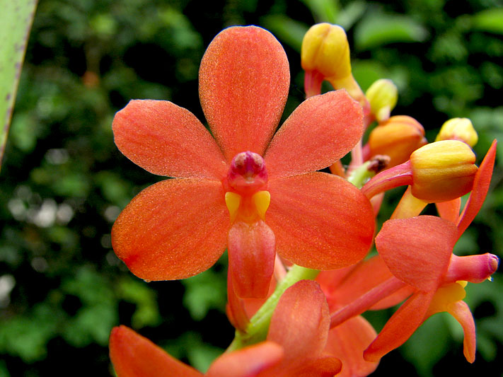 Ascocentrum_curvifolium2.jpg