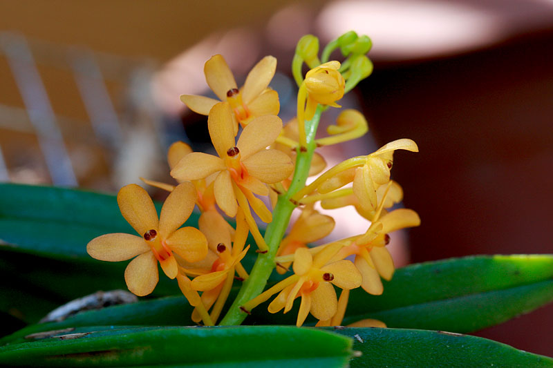 Ascocentrum garayi