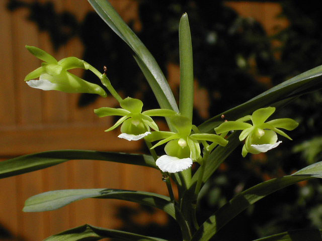 Christensonia vietnamica Haager Christensonia_vietnamica5.jpg