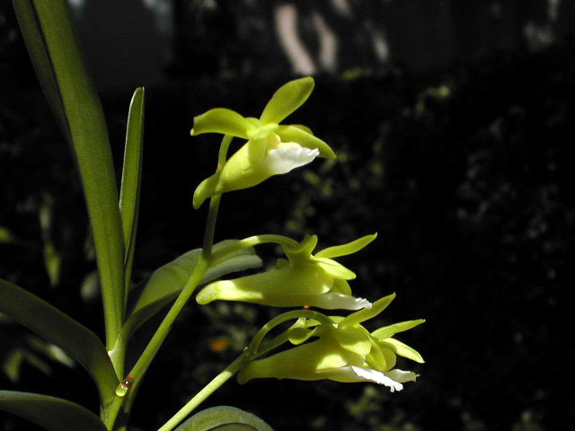 Christensonia vietnamica