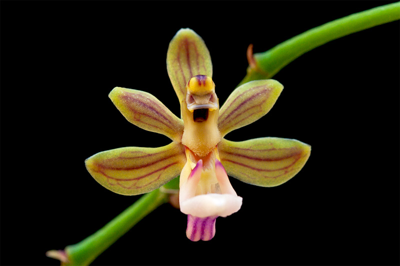 Cleisostoma simondii (Gagnep.) Seidenf. Cleisostoma_simondii2.jpg