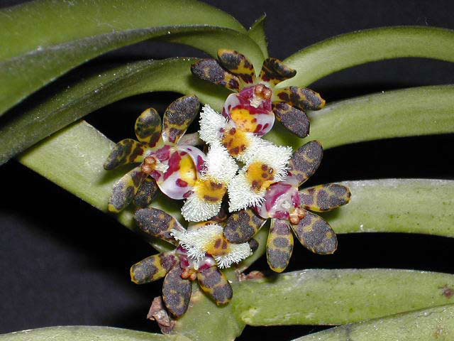 Gastrochilus_bellinus1.jpg