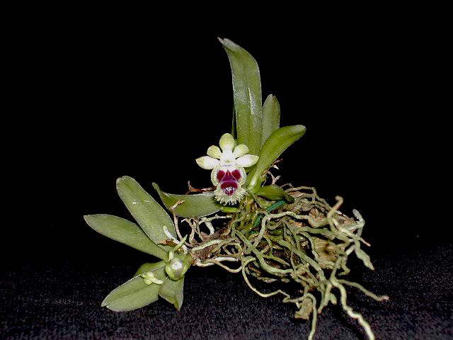 Haraella retrocalla