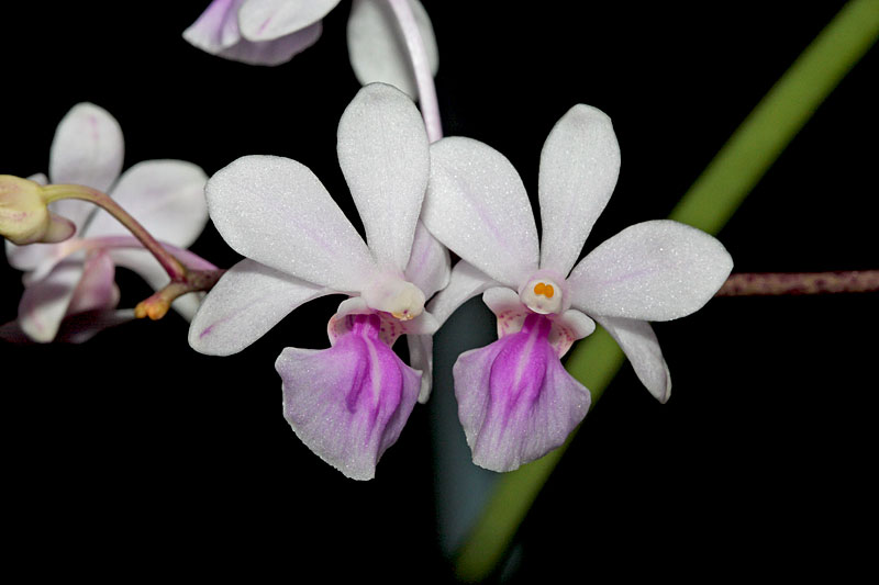 Holcoglossum amesianum (Rchb.f.) Christenson Holcoglossum_amesianum1.jpg