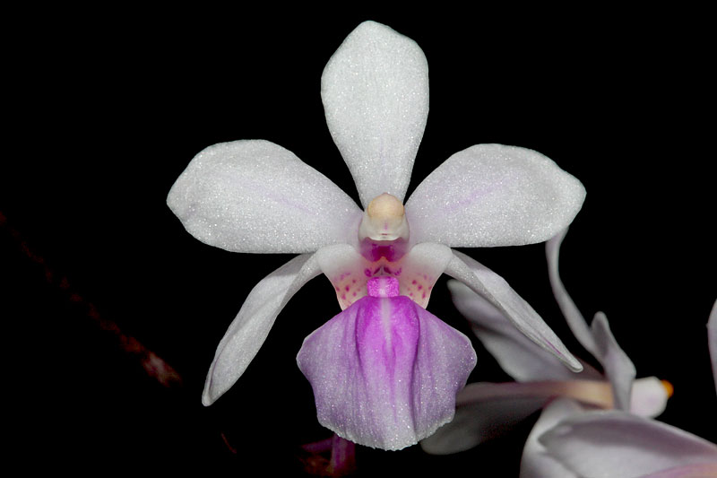 Holcoglossum amesianum