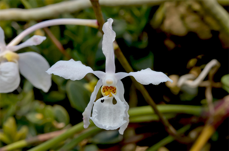 Holcoglossum subulifolium