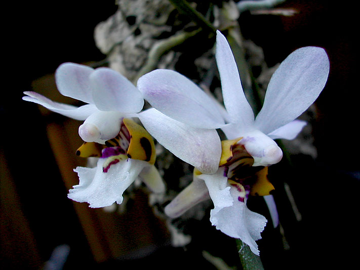 Holcoglossum wangii