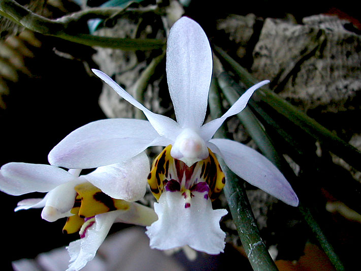 Holcoglossum_wangii2.jpg