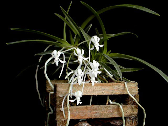 Neofinetia falcata