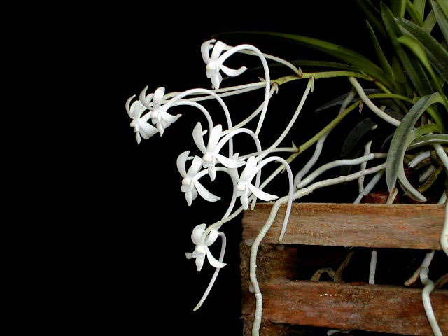 Neofinetia_falcata2.jpg