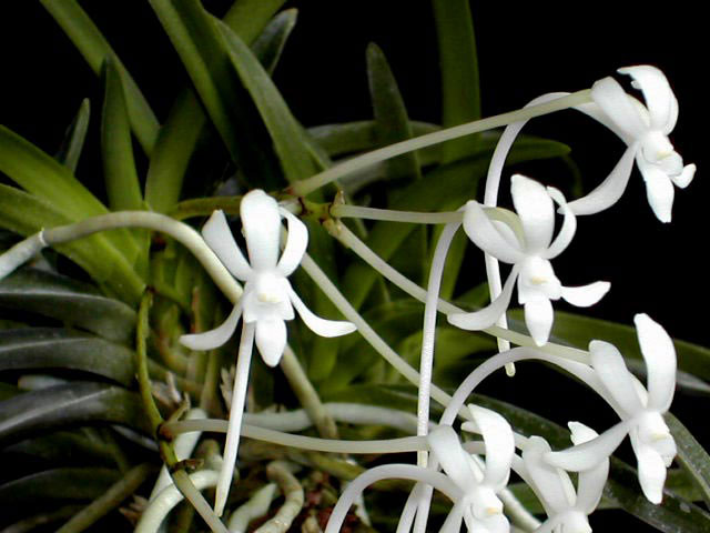 Neofinetia_falcata5.jpg