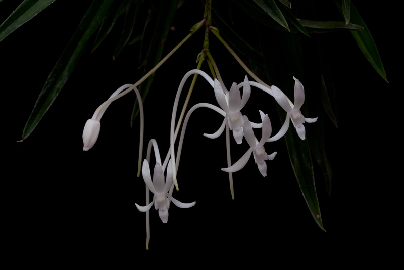 Neofinetia_falcata7.jpg