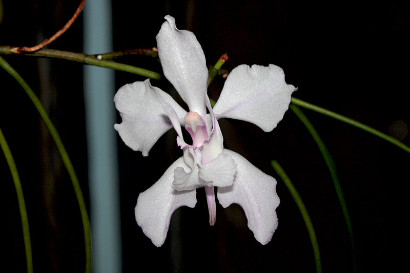 Papilionanthe vandarum (Rchb.f.) Garay Papilionanthe_vandarum4.jpg