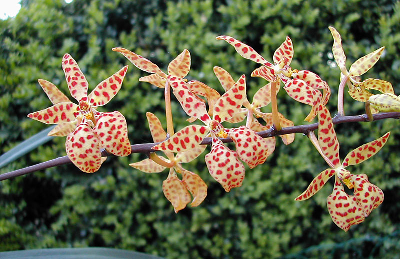 Renanthera monachica