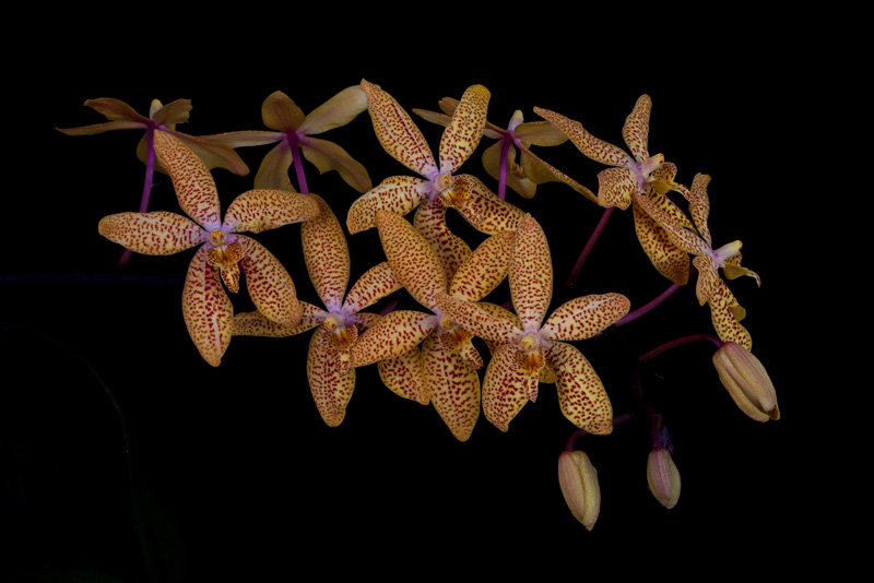 Renanthopsis Mildred Jameson ( Renanthera monachica x Phalaenopsis stuartiana ) Renanthopsis_Mildred_Jameson1.jpg
