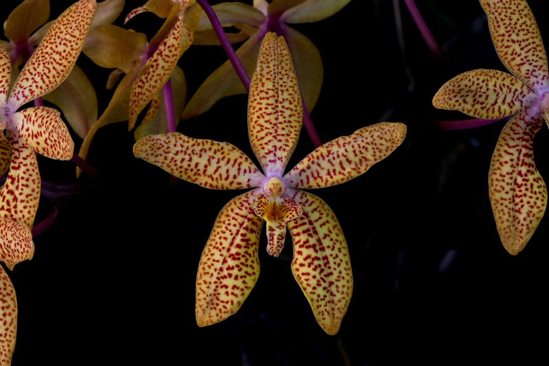 Renanthopsis Mildred Jameson ( Renanthera monachica x Phalaenopsis stuartiana ) Renanthopsis_Mildred_Jameson3.jpg