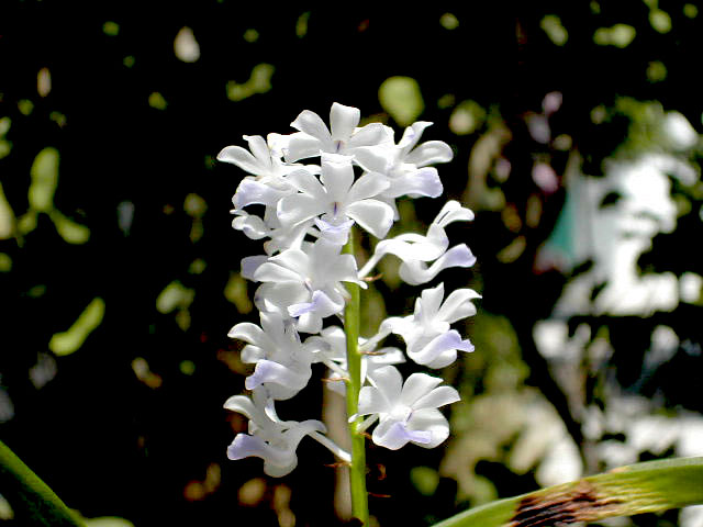 Rhynchostylis coelestis