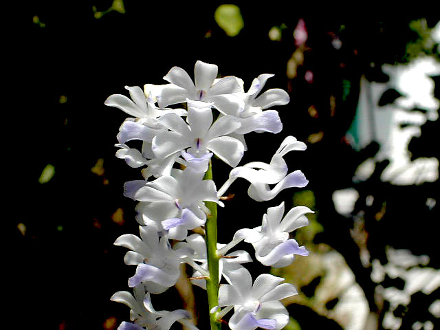 Rhynchostylis coelestis