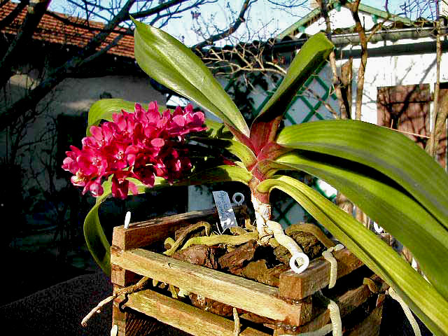 Rhynchostylis gigantea var.rubra