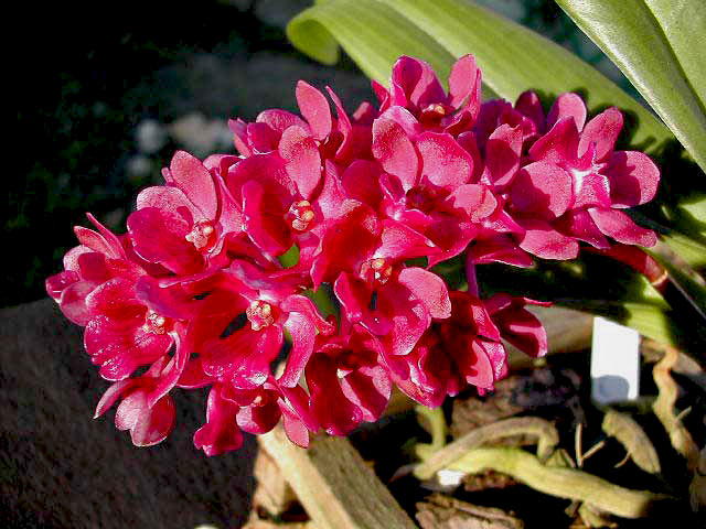 Rhynchostylis gigantea var.rubra