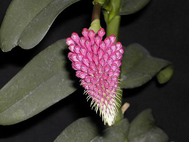 Robiquetia cerina