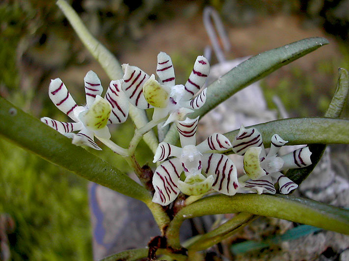 Trichoglottis pusilla