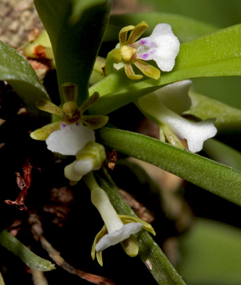 Trichoglottis triflora (Guillaumin) Garay & Seidenf. Trichoglottis_triflora2.jpg