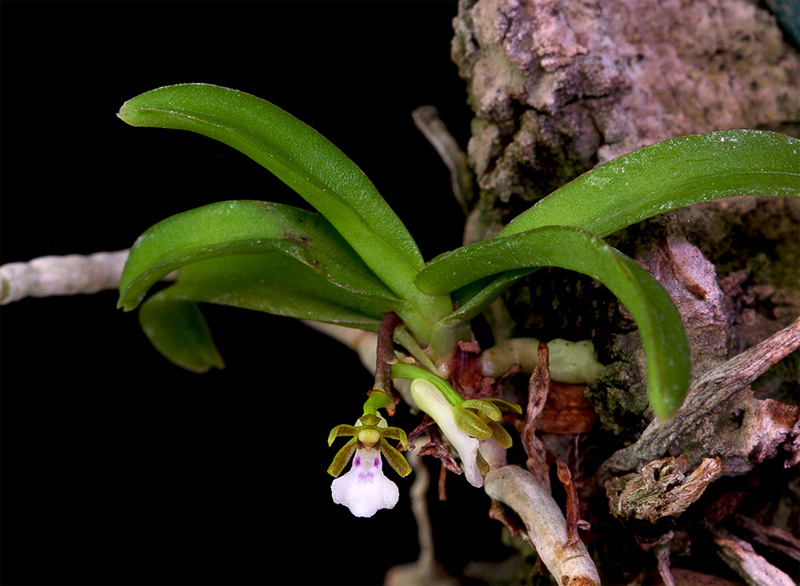 Trichoglottis triflora