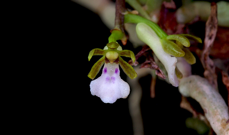 Trichoglottis triflora