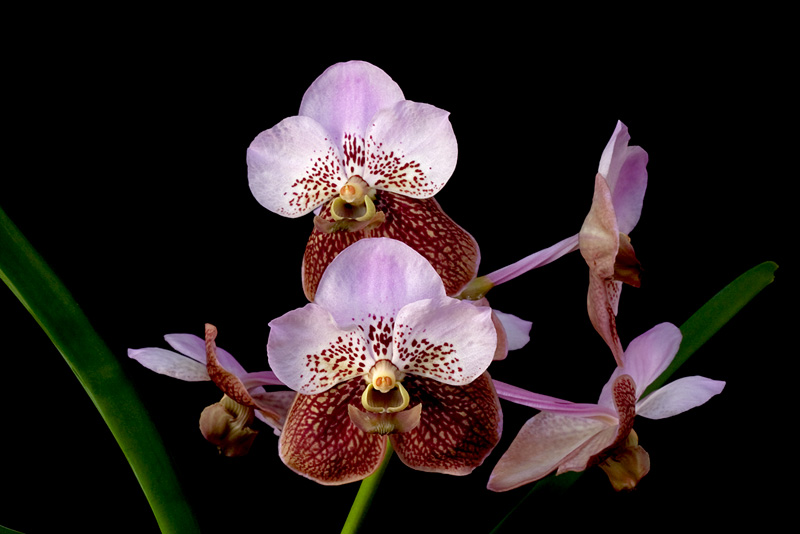 Vanda Boonchoo x Taweesuksa