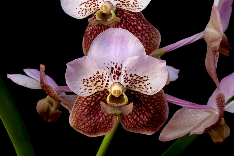 Vanda Boonchoo x Taweesuksa